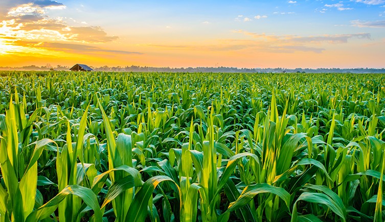 A maize field at sunset.
